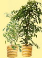 Ficus Tree